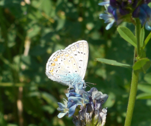 blauwe gentiaan