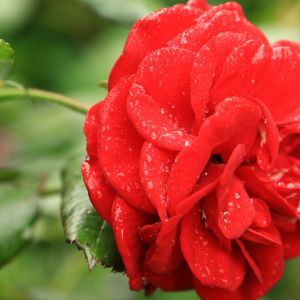 Hoe werd de roos hèt symbool voor de liefde