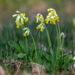 Primula: Helpend bij verkoudheid en stress