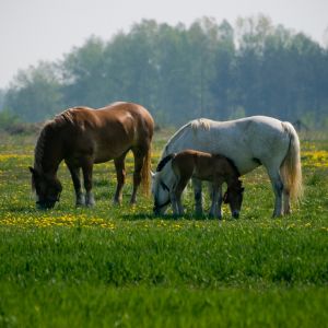 Paardenbloem: Zoveel meer dan een weidebloem