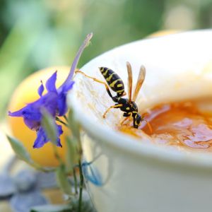 Bijen versus Wespen