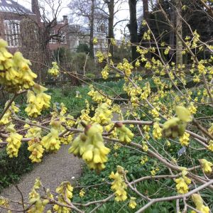 Corylopsis: Is het honing of is het vanille?