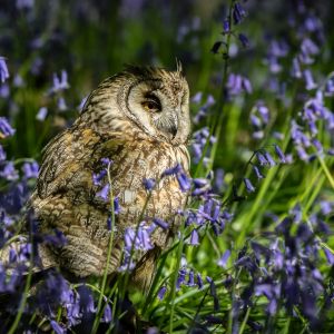 Wilde boshyacint: Inheems insectenrestaurant