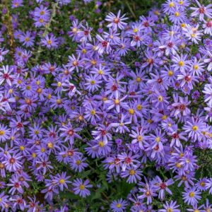 Aster: Ster onder de herfstbloemen