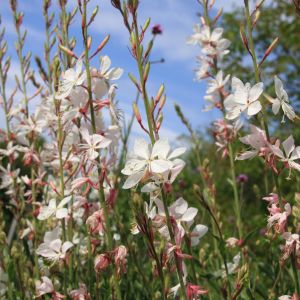 Gaura lindheimeri; een tuin vol vlinders